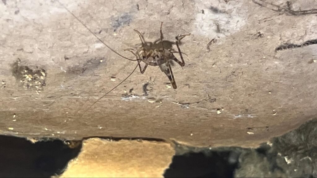 Pest Control & Termite Treatment image1 4